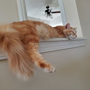 Meet your Posher, Jeanine